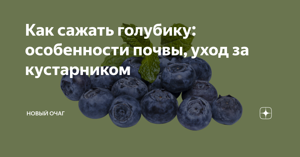 Подкисление голубики электролитом. Концентрат черники. Как сажать голубику. Как правильно сажать голубику.