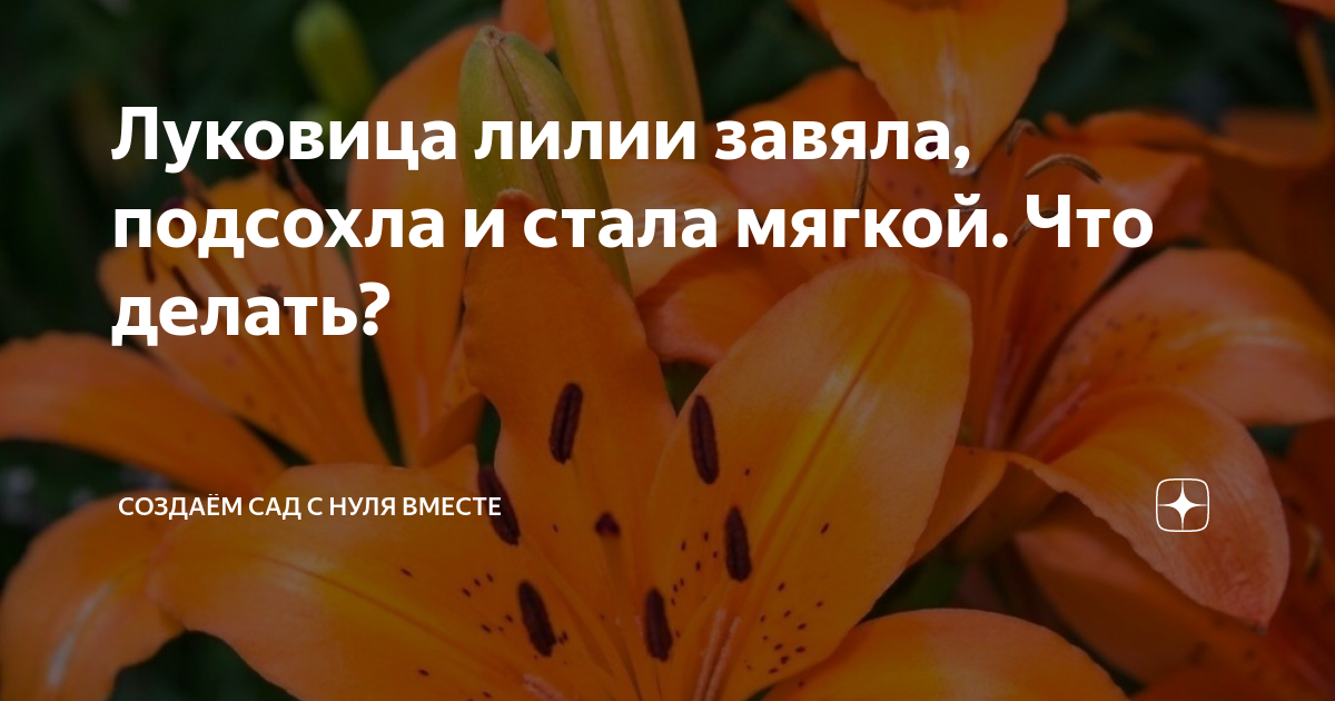 Чтоб цветочек не завял: 10 правил, которые помогут продлить жизнь букету