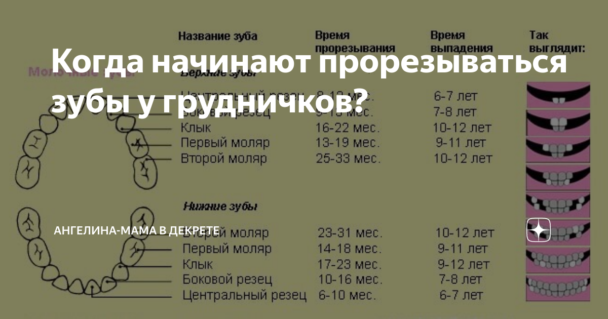 Зубы у детей порядок прорезывания. Прорезывание постоянных зубов. Прорезывание постоянных зубов у детей. Прорезывание зубов у детей последовательность. Во сколько у детей начинают резаться зубы