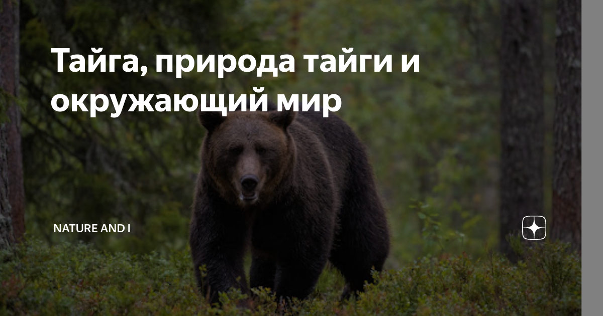 Тайга, природа тайги и окружающий мир | NATURE and I | Дзен