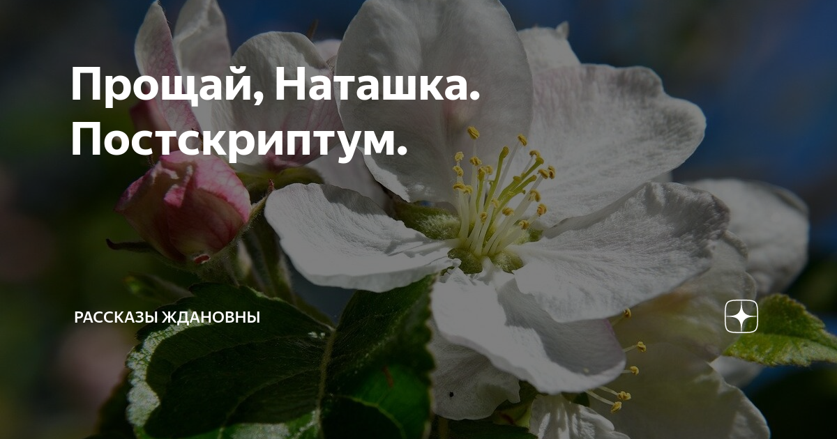 Наташка читать. Прости наташку. Рассказы Ждановны дзен читать. Пере Ждановна рассказы