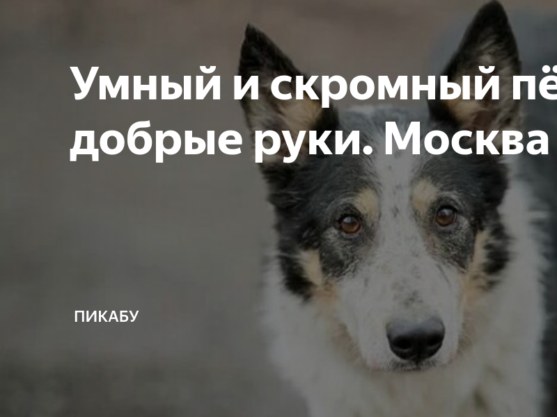 Умный и скромный пёс Барон в добрые руки. Москва и МО | Пикабу | Дзен