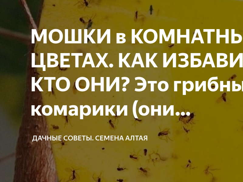 МОШКИ в КОМНАТНЫХ ЦВЕТАХ. КАК ИЗБАВИТЬСЯ? КТО ОНИ? Это грибные комарики ...