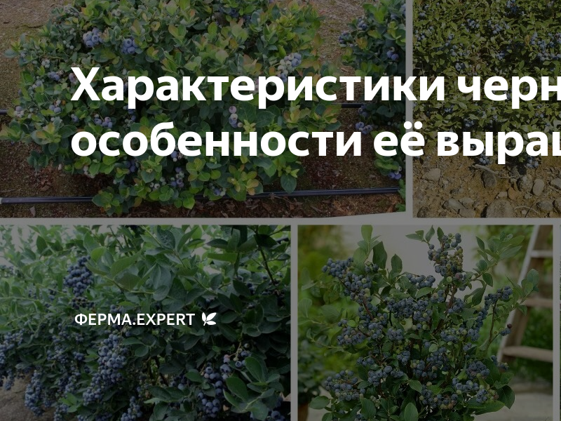 Характеристики черники, и особенности её выращивания | Ферма.expert 🌿 ...