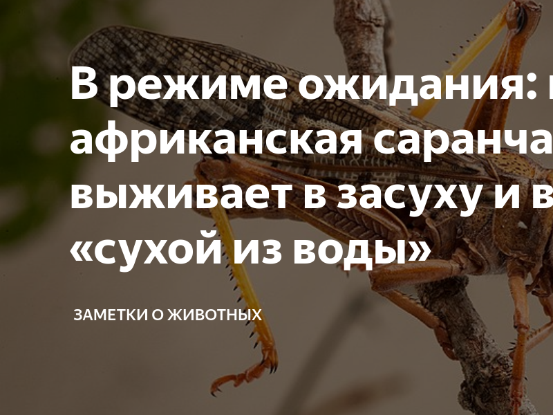 Заметки о животных дзен. Зачем саранче сабля. Зачем саранче коготь.