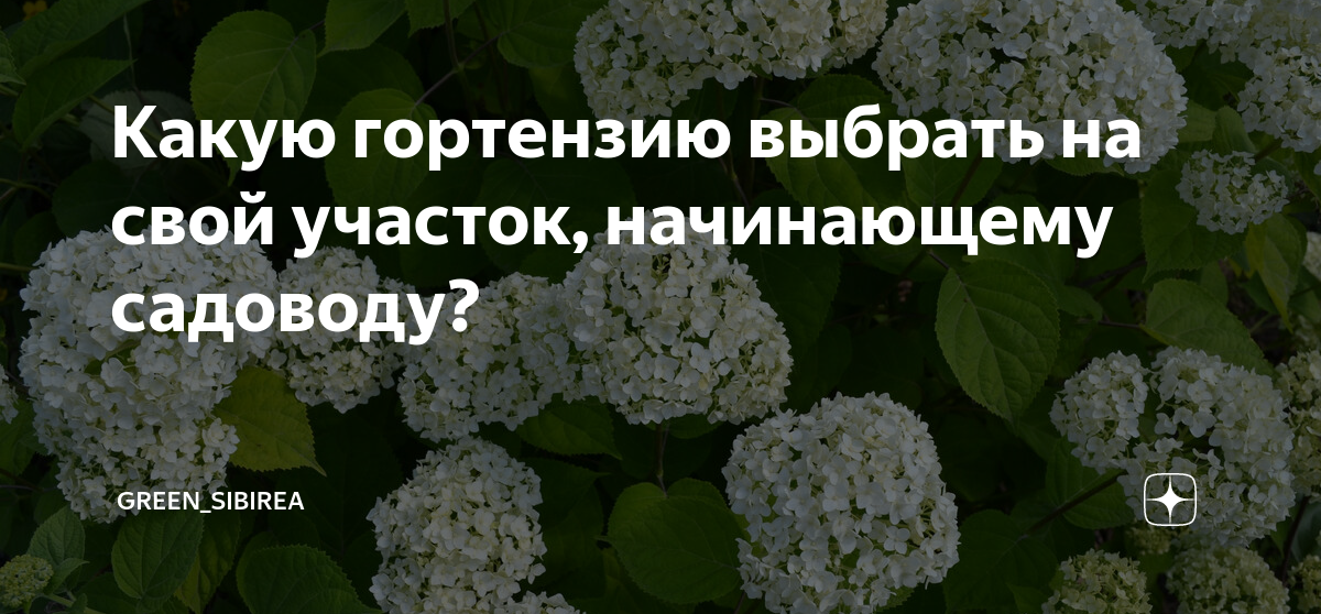 Какие виды гортензии бывают. Как выбрать гортензию. Какая земля подходит для гортензии. Какие гортензии хорошо переносят тень. Циркон для гортензии отзывы
