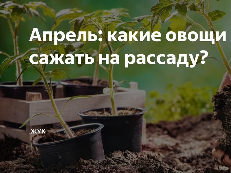 Какие цветы посадить на рассаду в апреле. Посадка томатов на рассаду в апреле. Рассада помидор по дням. Посев томатов в апреле на рассаду. Садим огурцы на рассаду.