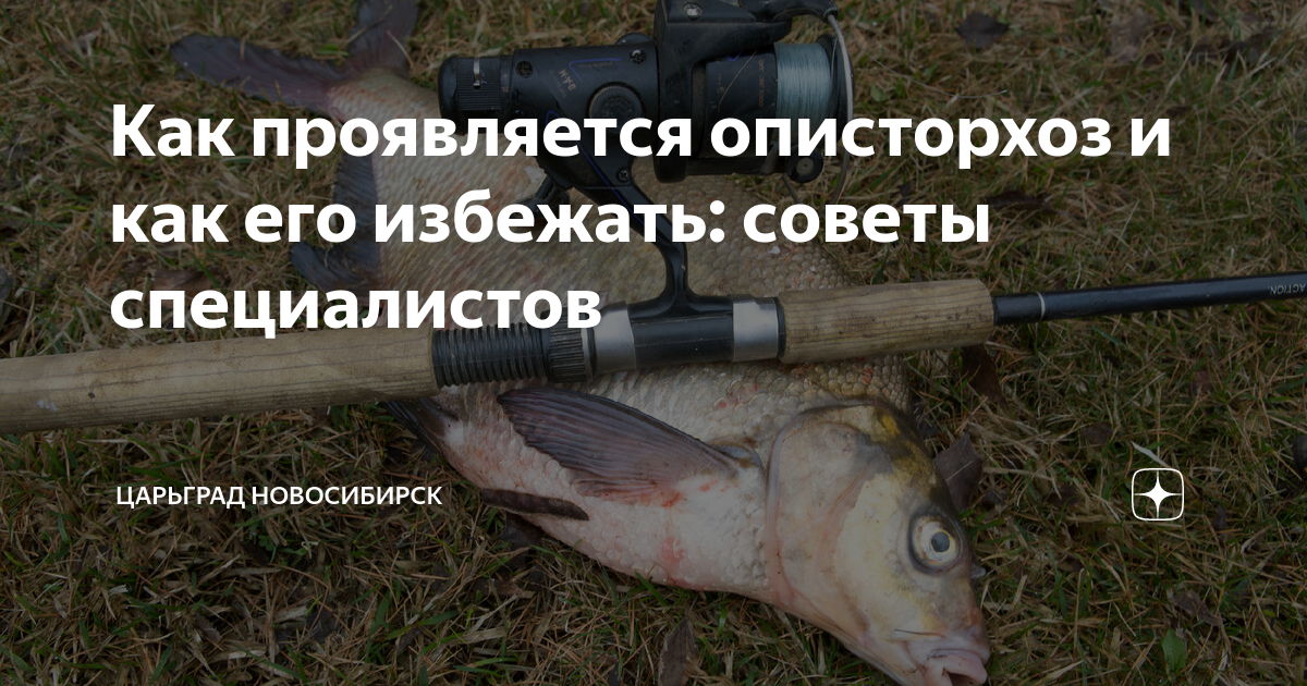Как проявляется описторхоз и как его избежать: советы специалистов ...