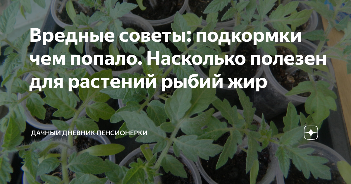 Вредные советы: подкормки чем попало. Насколько полезен для растений ...