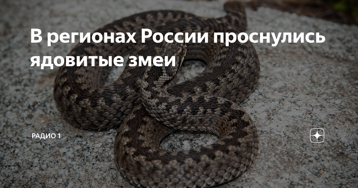 В регионах России проснулись ядовитые змеи | Радио 1 | Дзен