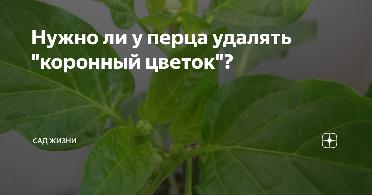 Зачем у перца обрывают первый коронный цветок Выращивание овощей, Выращивание пе