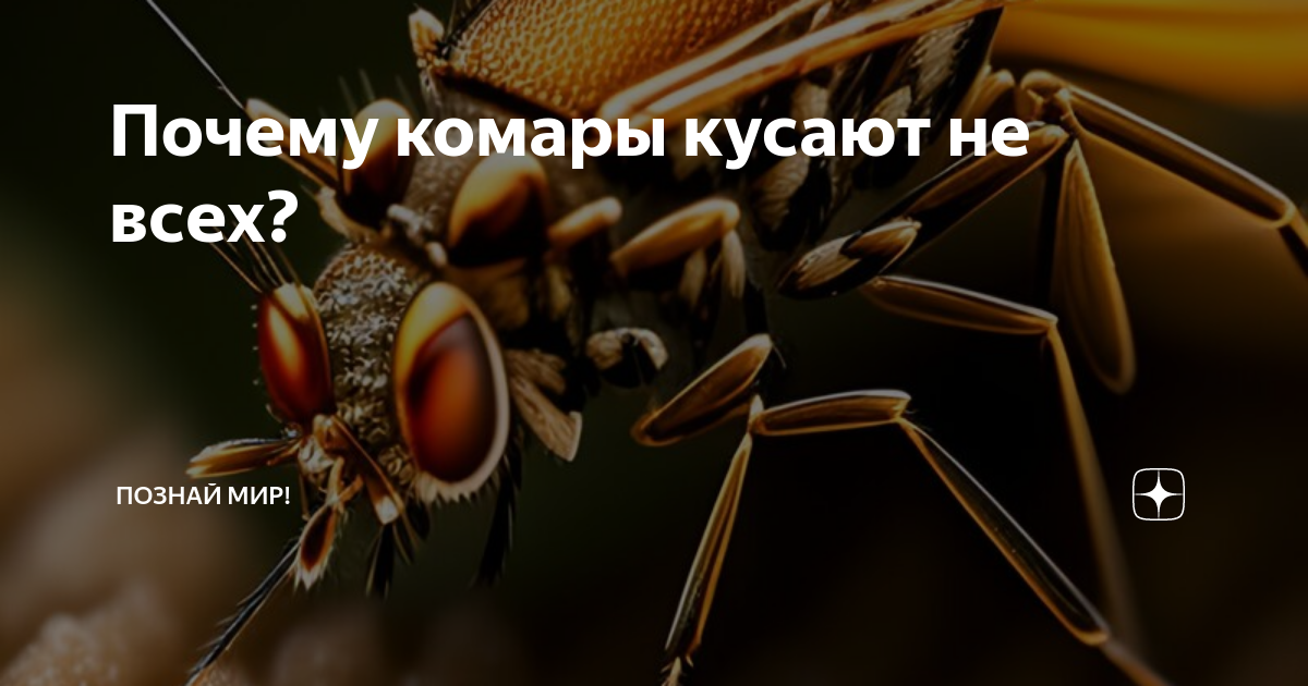 Почему комары не кусают некоторых людей причины. Почему комары не кусают некоторых людей причины. Почему комары не кусают некоторых людей причины. Почему комары не кусают некоторых людей причины. Что не любят комары.