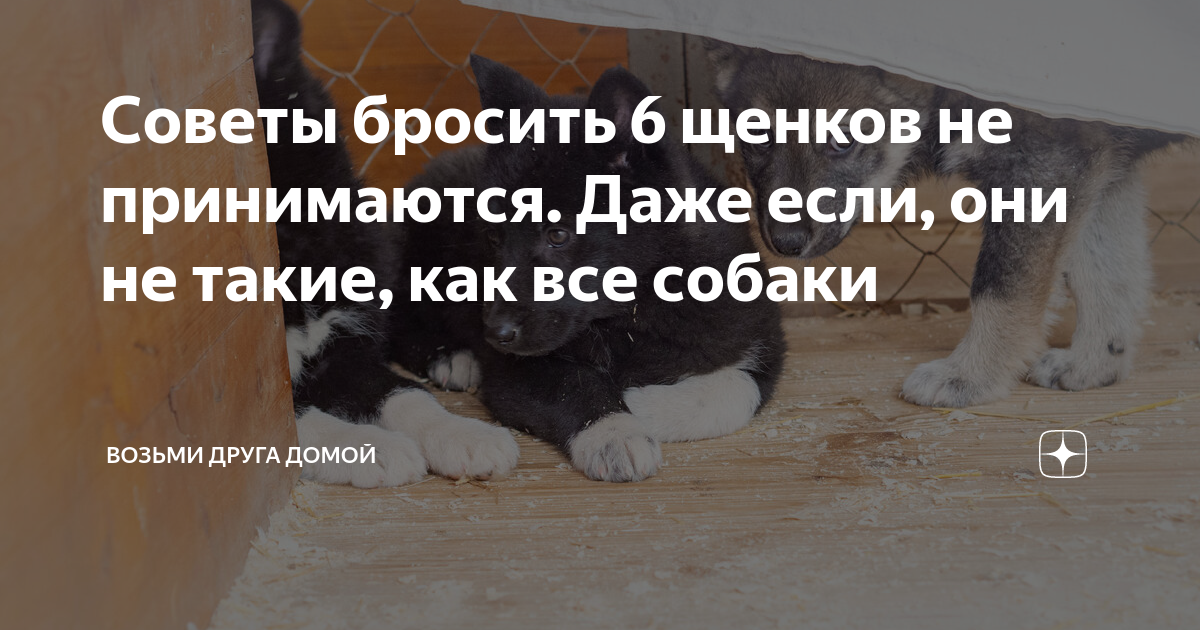 Заберите меня домой картинки. Забери друга домой. Социальная реклама бездомные животные. Забери друга домой. Забери друга домой.