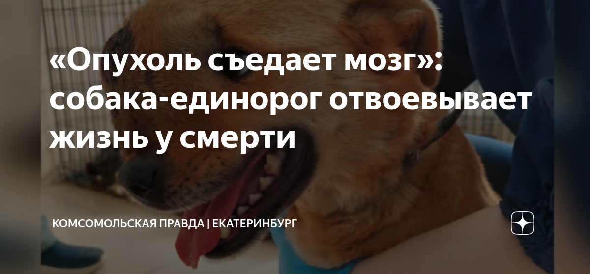 «Опухоль съедает мозг»: собака-единорог отвоевывает жизнь у смерти ...