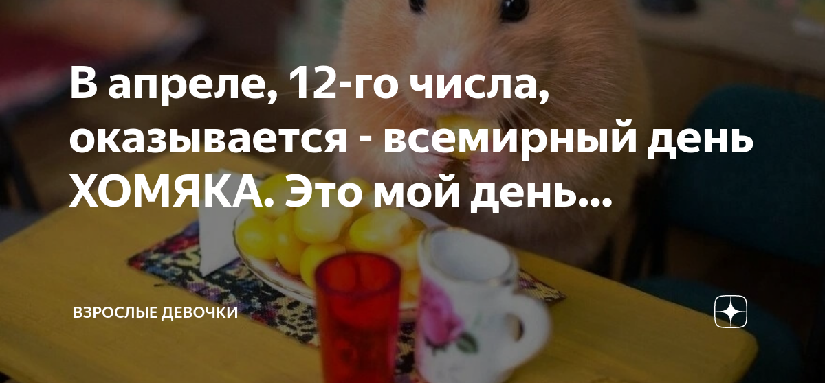 Секретный код дня hamster. День хомяка. Завтрак хомяка.