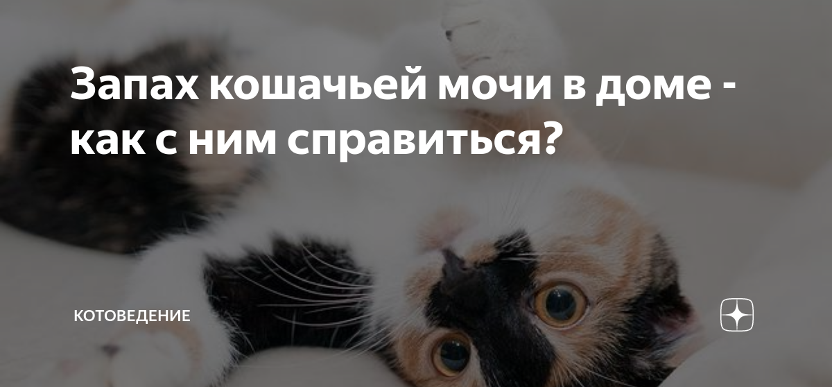 Моча кота не пахнет