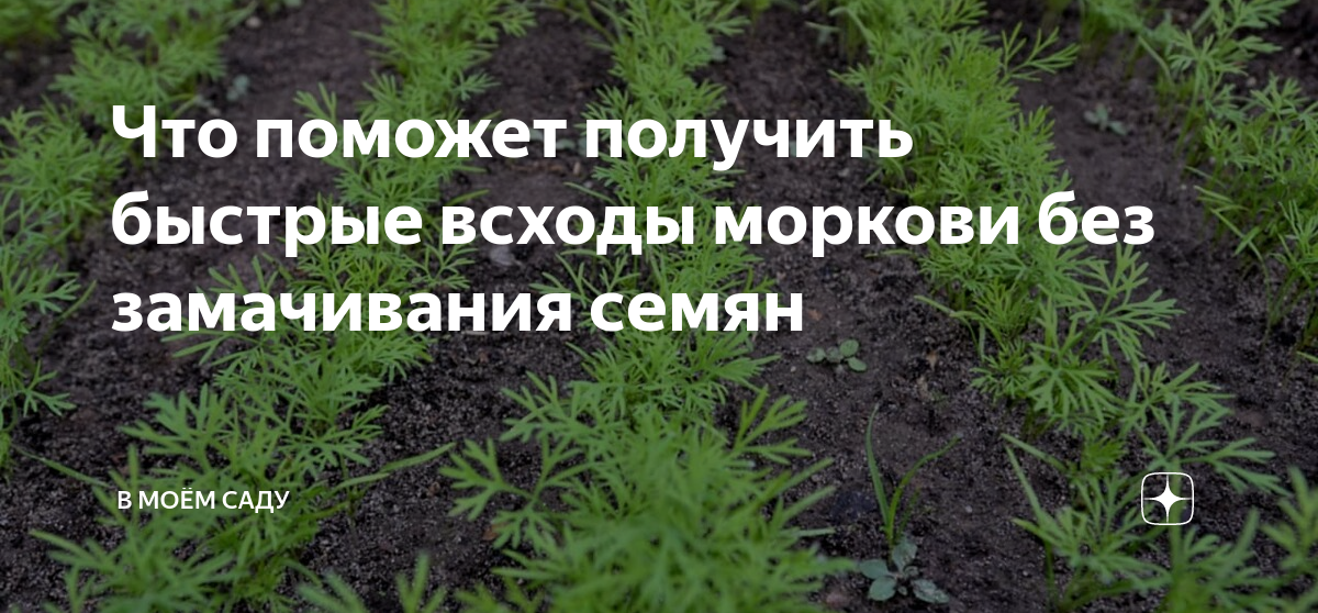 Через сколько дней взойдет морковь после посадки. Всхожесть моркови в горшке. Прорастание моркови в воде по дням. Через сколько всходит морковь после посадки в горшке.