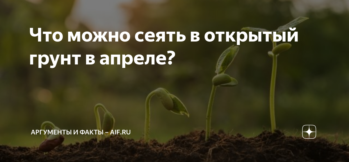 Что можно сеять в открытый грунт в апреле? | Аргументы и факты – aif.ru ...