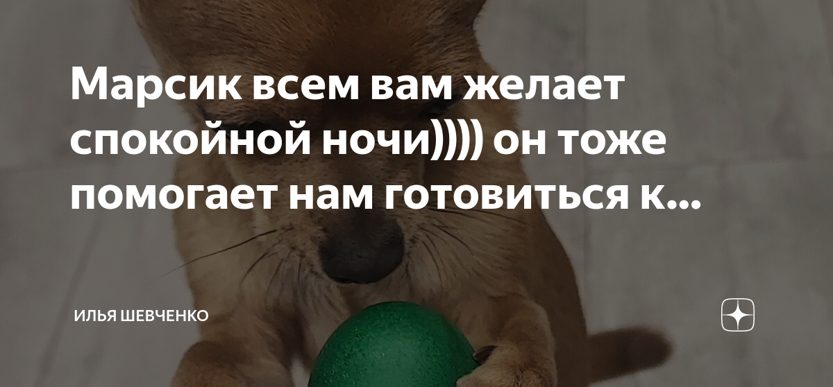 кот вася облизывается. кот дома марсик и василек видео. кися. толстый тайский кот. марсик и вася дзен.