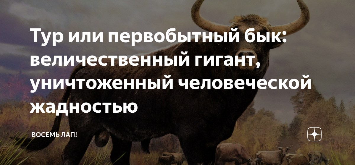 Тур или первобытный бык: величественный гигант, уничтоженный ...