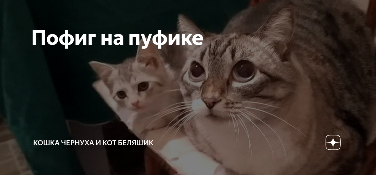 Кошка чернуха и беляшик дзен. Чернуха и беляшик. Кошка чернуха и беляшик дзен. Кошка чернуха. Кошка чернуха и кот беляшик.