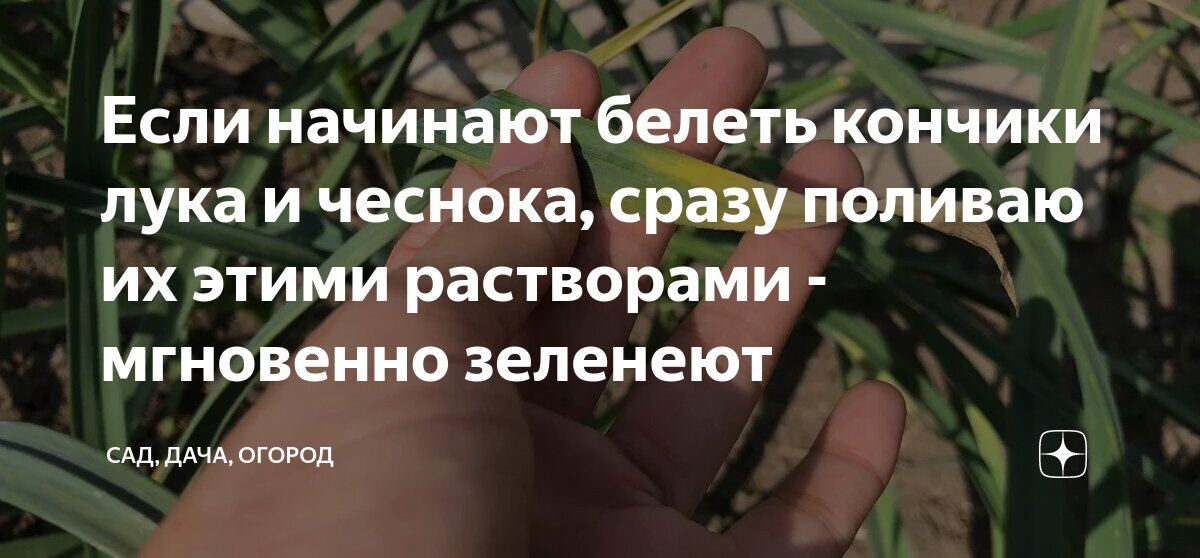 Если начинают белеть кончики лука и чеснока, сразу поливаю их этими ...