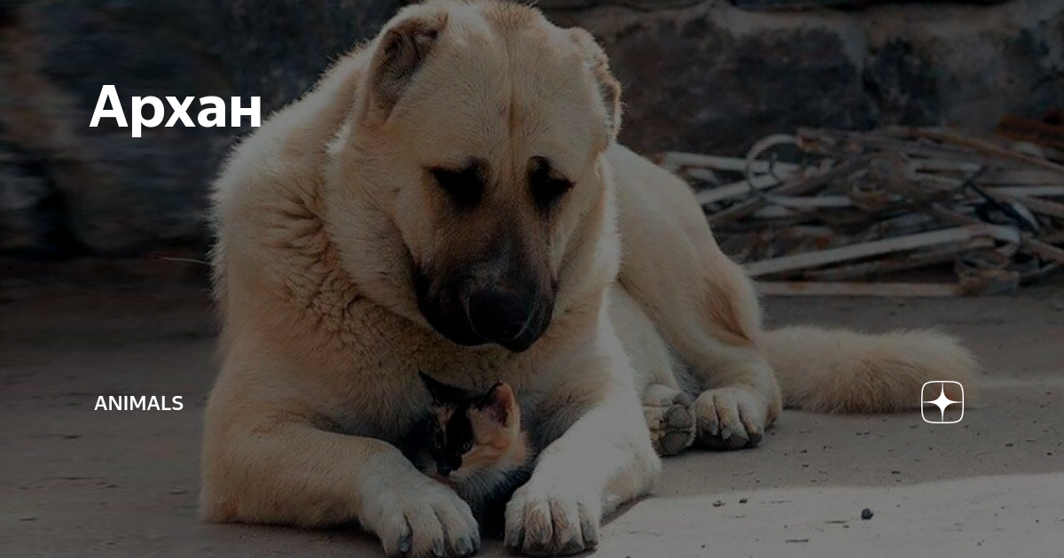 анималс дзен рассказ. тяжелый взгляд у кота. раскраска вишну антистресс сложный. Animals дзен. дворняга чёрного цвета.