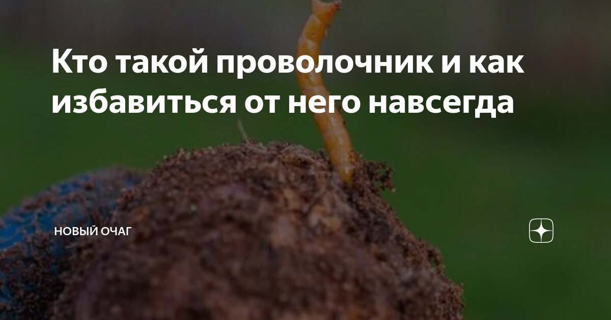 Кто такой проволочник и как избавиться от него навсегда | Новый очаг | Дзен