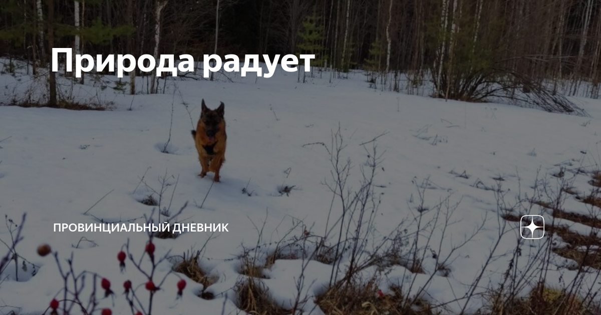 Природа радует | Провинциальный дневник | Дзен