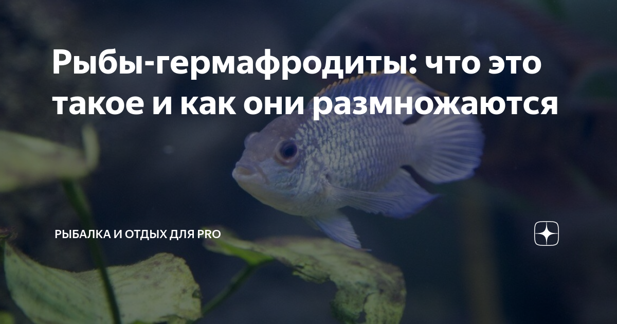 Рыбы-гермафродиты: что это такое и как они размножаются | Рыбалка и ...