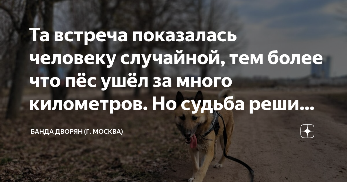 Собака уходящий год. Штраф за выброшенных животных. Закон о жестоком обращении с животными. Новые законы о животных. Новые штрафы за животных.