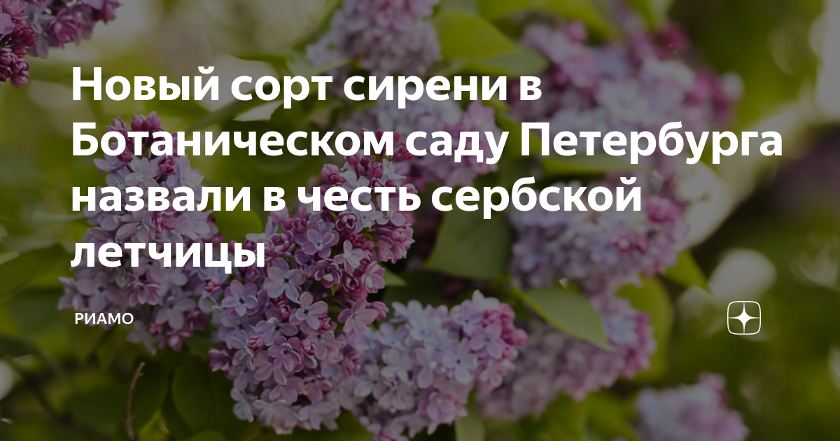 В ботаническом саду 15 кустов сирени. Сербская сирень. Ботанический сад Ростов сирень. Ботанический сад ЮФУ сирень.