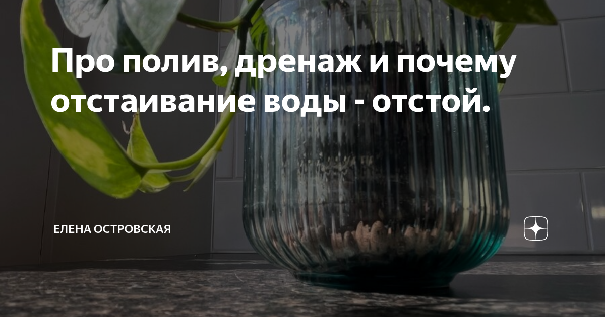 Прополит. Комнатные растения которые поливают холодной водой. Аэрированная вода для полива растений. Отстоянная вода для цветов. Качество оросительной воды.