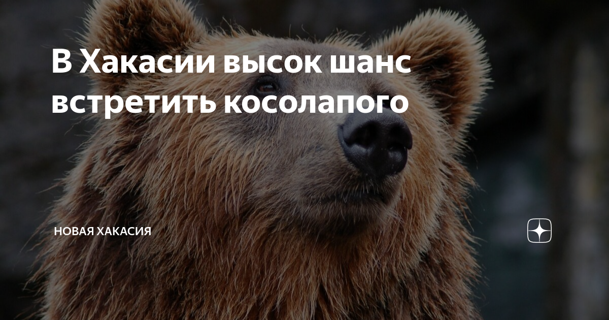 музыка выход медведя