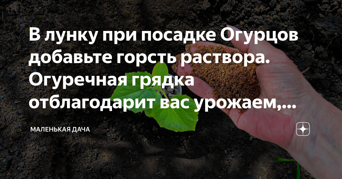 Что положить в лунку при посадке огурца