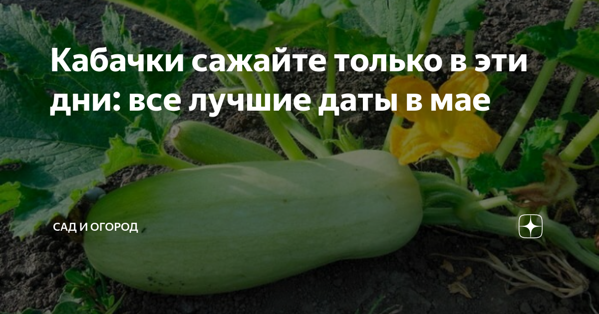 Когда сеять кабачки на урале. Кабачки урожай. кабачки в огороде. идеи для посадки кабачков. семена овощей для урала и сибири.