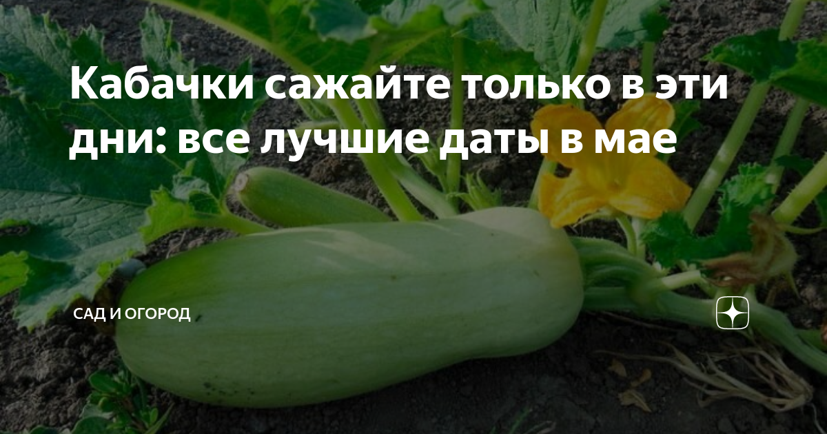 Когда сеять кабачки в 2024 году. Кабачки урожай. Кабачки в огороде. Идеи для посадки кабачков. Семена овощей для Урала и Сибири.