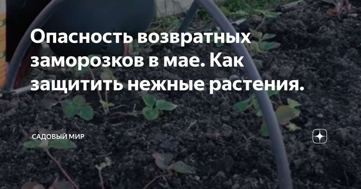 Возвратные заморозки в 2024 году. Возвратные заморозки. Как уберечь растения от возвратных заморозков. Способы защиты рассады от заморозков. Морозостойкость возвратными заморозками.