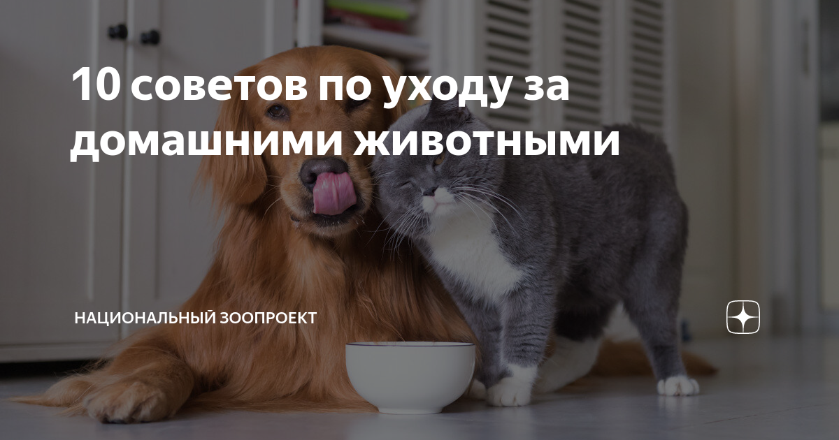 10 советов по уходу за домашними животными | Антон Двинянинов | Дзен