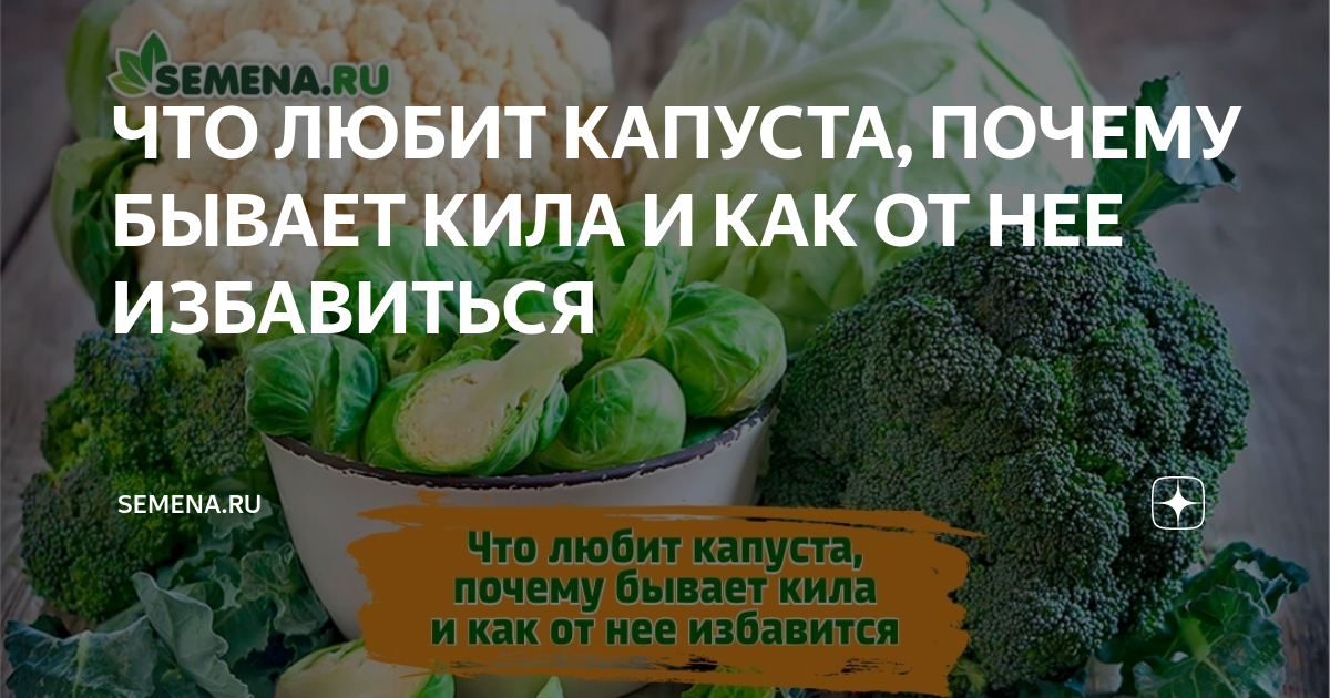 Почему капуста горькая. Люблю капусту. Кила капусты. Капуста кила стоп. Кила капусты жизненный цикл.