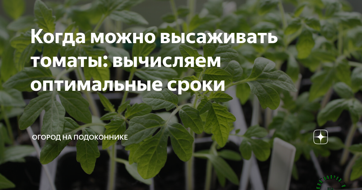 Рассады нет. Хорошие рассады для грядки помидоры. Когда делать рассаду помидоров. Перелив рассады томатов признаки.