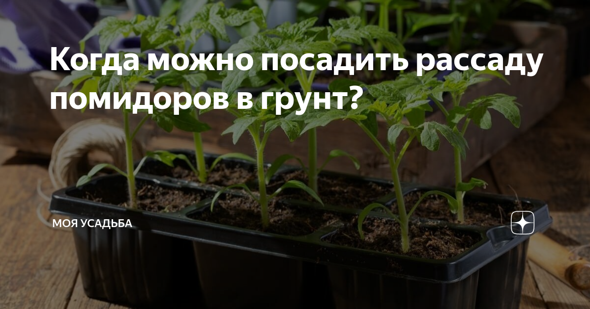 Рассада томатов в открытый грунт. Когда садить помидоры на рассаду. Когда высаживать рассаду помидор. Хорошая рассада. Когда в этом году сажать рассаду помидоров