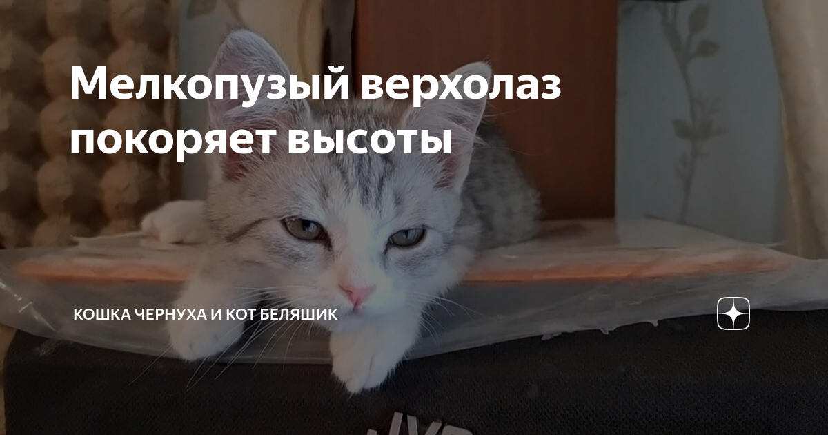 дзен коты беляшик и чернуха