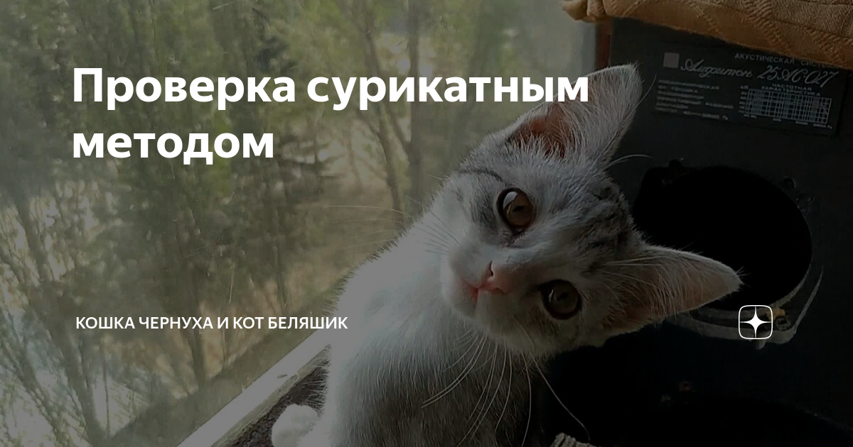 дзен коты беляшик и чернуха