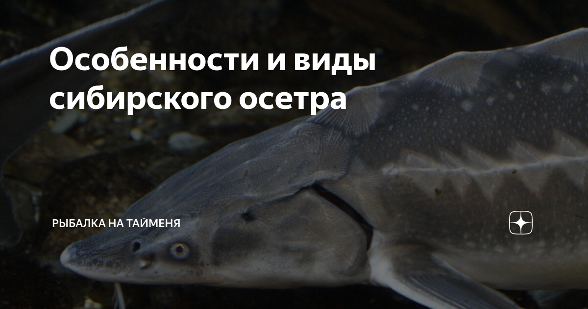 Особенности и виды сибирского осетра | Рыбалка на тайменя | Дзен