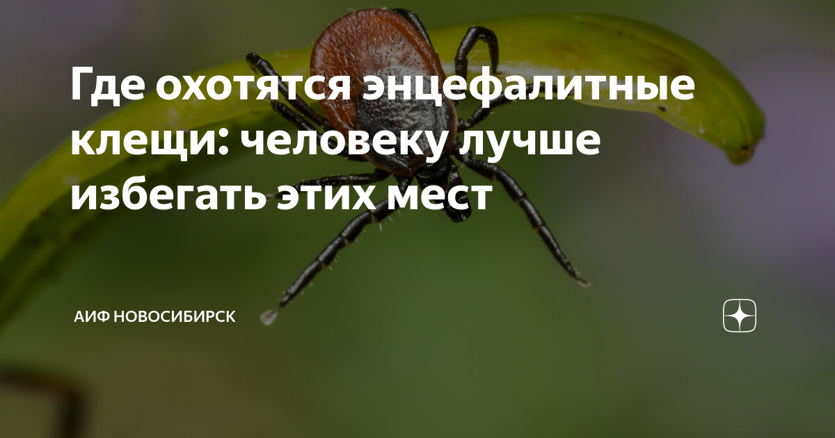Где охотятся энцефалитные клещи: человеку лучше избегать этих мест ...