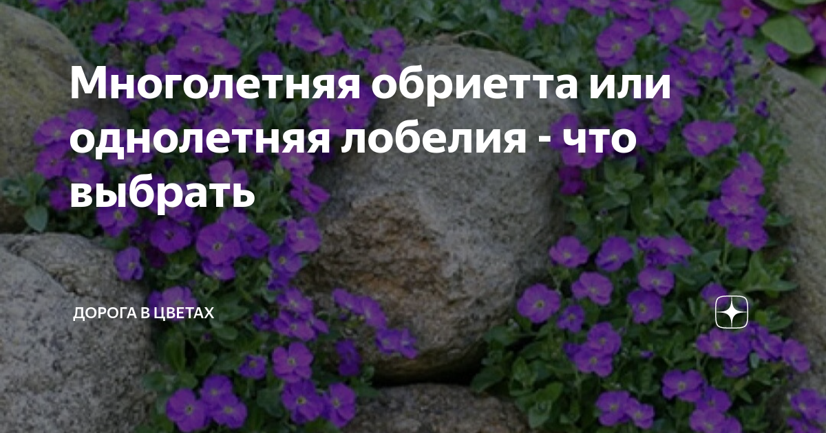 Многолетняя обриетта или однолетняя лобелия - что выбрать | Дорога в ...