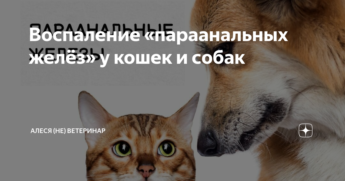 Шишка под хвостом у собаки Лапа помощи Дзен