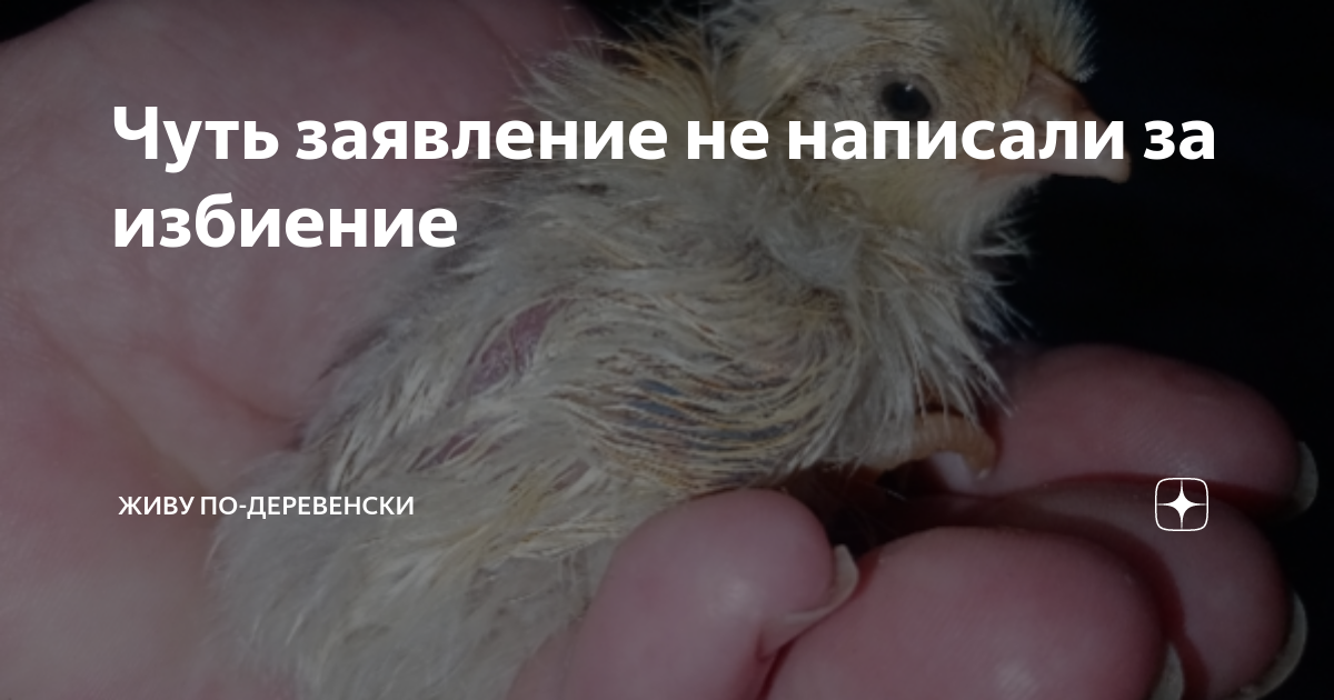 Чуть заявление не написали за избиение | Живу по-деревенски | Дзен