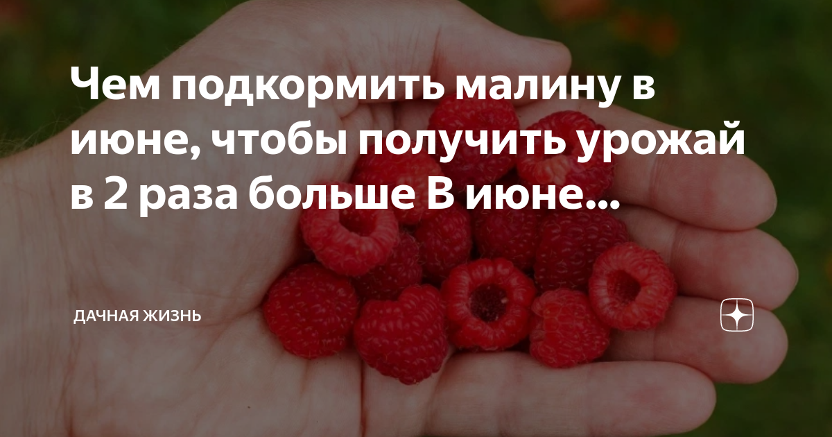 Чем удобрить малину в июне. Чем подкормить малину май-июнь. Чем подкормить малину в июне. За чем подкармливать малину кальцием. Чем подкормить малину в мае посаженный под зиму.